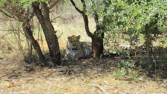 Africa safari animal photo