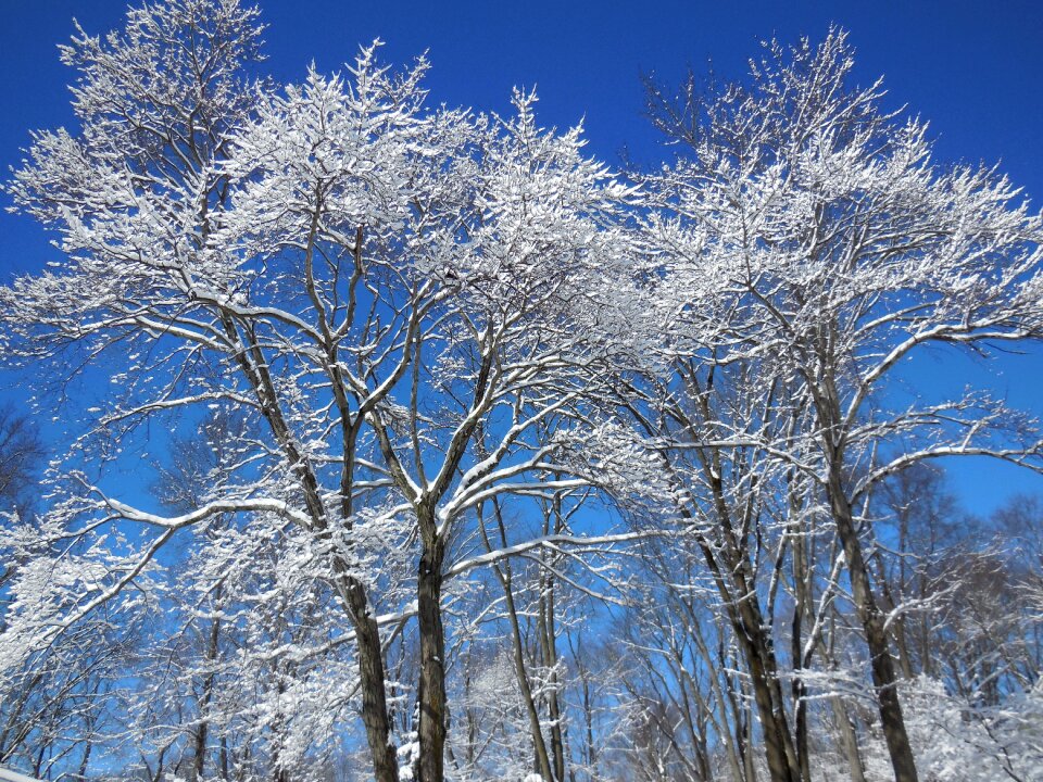 Sky branch january
