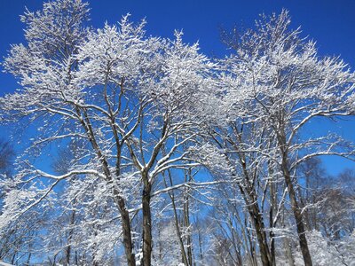 Sky branch january