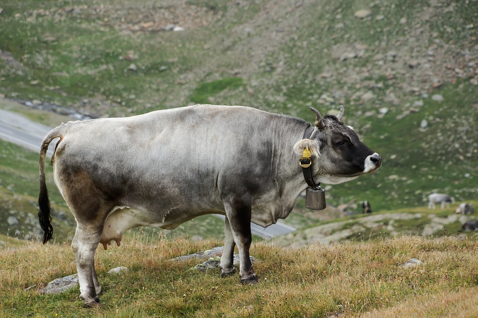 Graze cattle animal