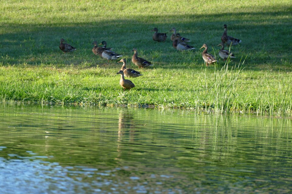 Nature bird wildlife
