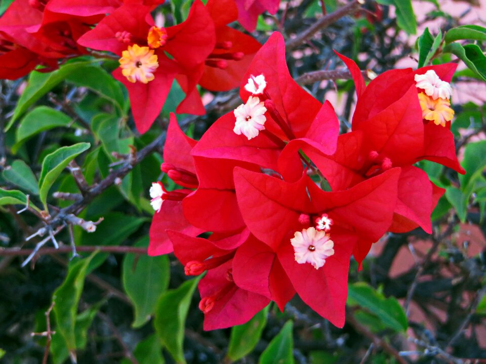Flower red red flower