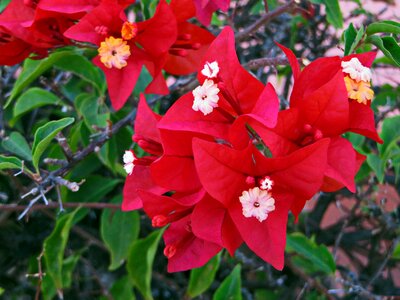 Flower red red flower photo