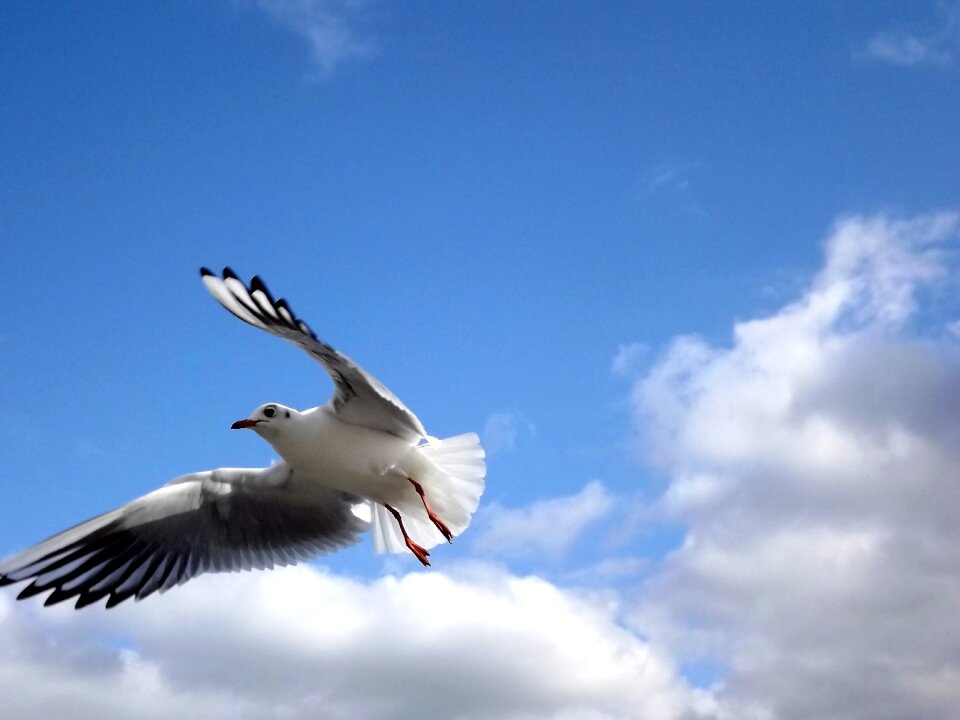 Birds sky take-off