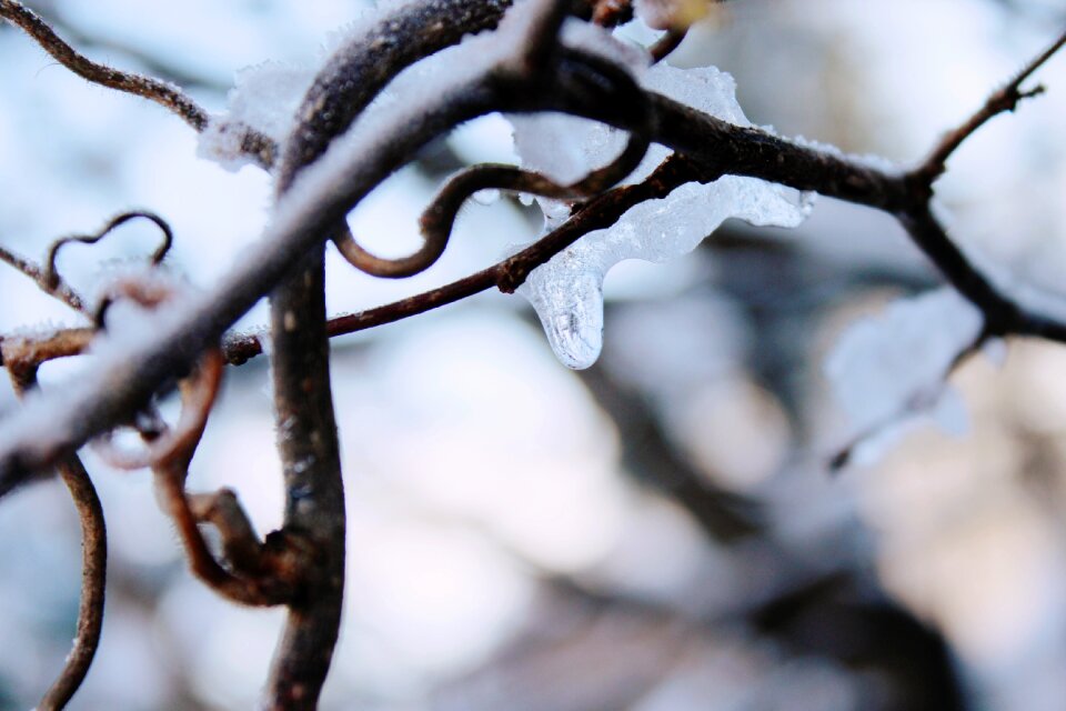Winter nature macro