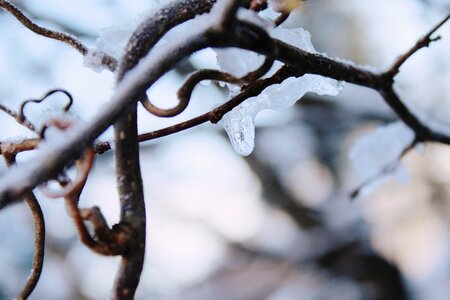 Winter nature macro photo