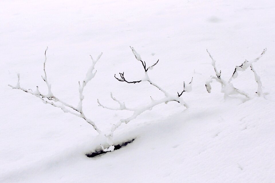 Branches wintry white photo