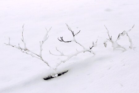 Branches wintry white photo