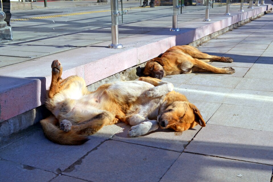 Vacation city mutts