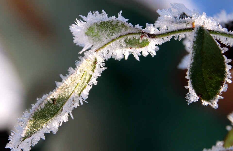 Winter cold eiskristalle