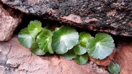 Plant stone power of nature photo