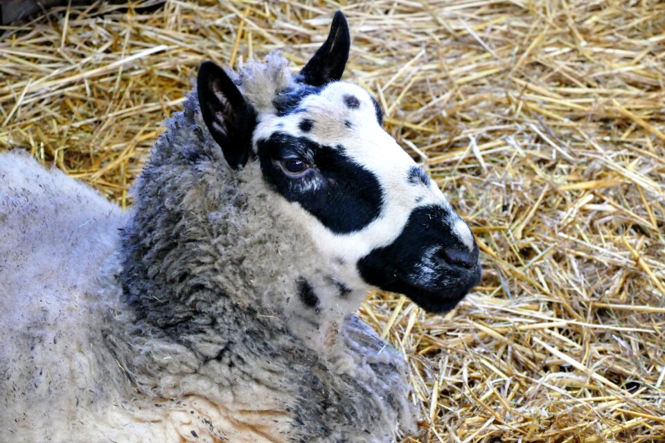 Farm wool agriculture photo