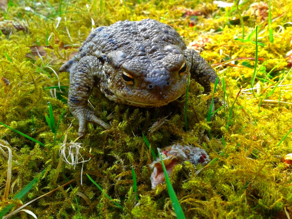 Amphibian moss grass photo