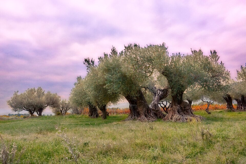 Puget landscape olives