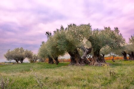 Puget landscape olives photo