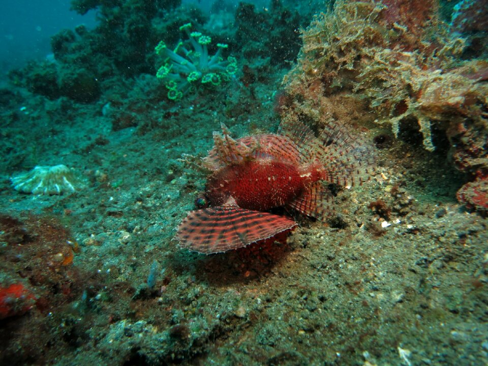 Marine underwater sea photo