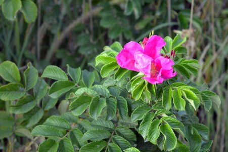 Plant shrub summer photo