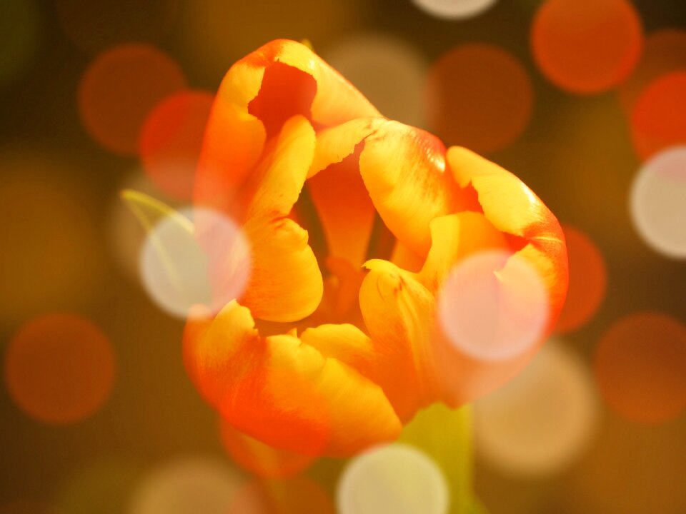 Mood flower plants