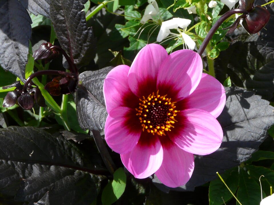 Flower summer macro