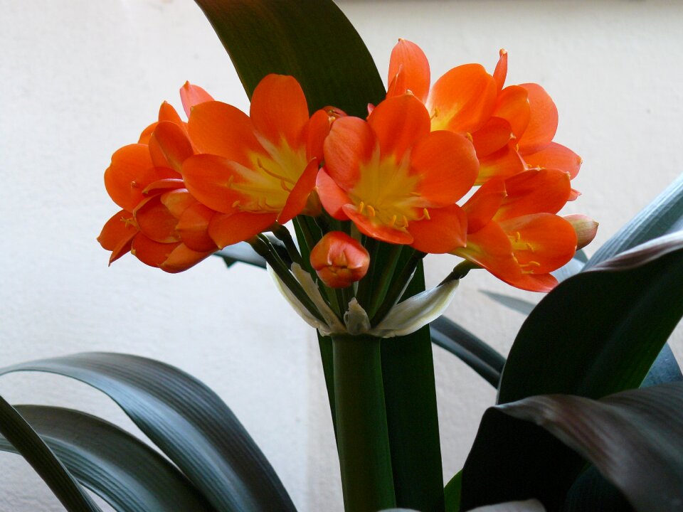 Pleasure clivia miniata orange