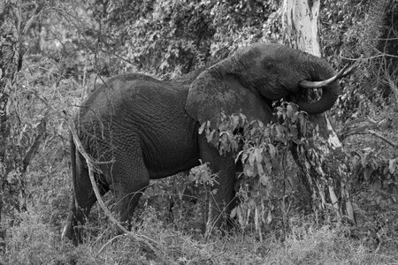 Africa wild wildlife