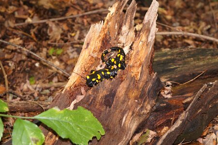 Animal stump spotted salamander photo