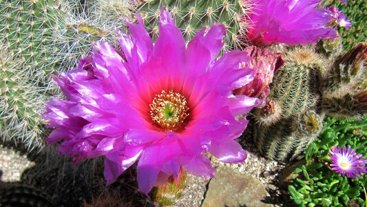 Bloom flower plant