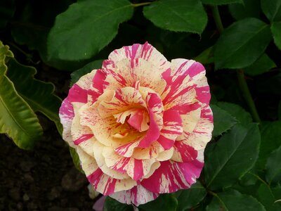 Pink yellow macro