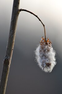 Nature autumn hairy