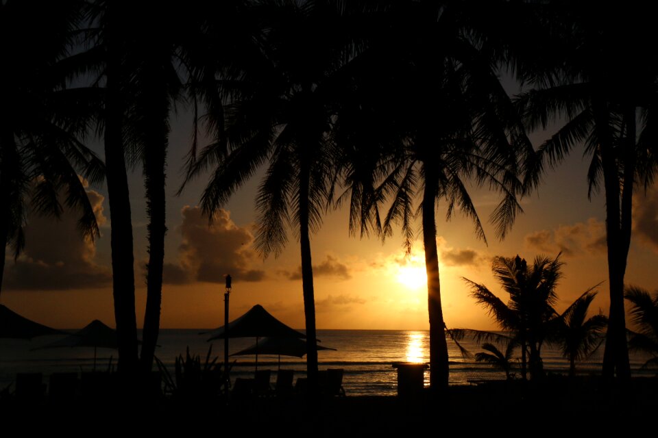 Beach palm tree nature