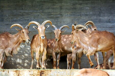 Zoo animal mammal photo