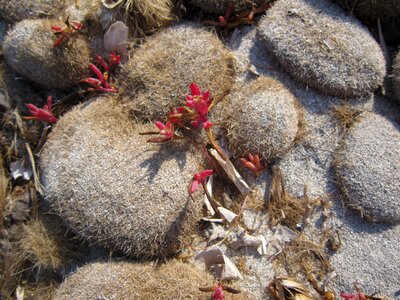 Coast seaweed on beach summer photo