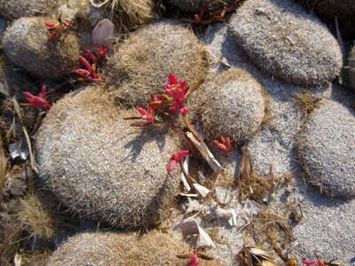 Coast seaweed on beach summer