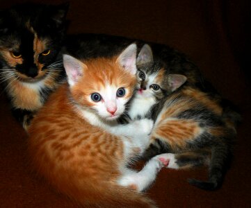 Sweet colorful spotted