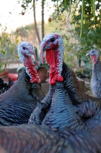 Wild animals bird thanksgiving