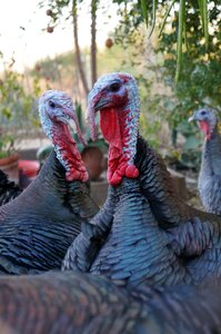 Wild animals bird thanksgiving photo