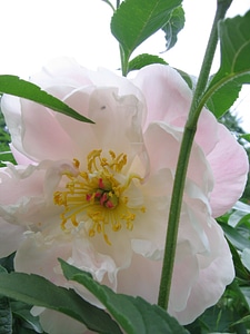 Bloom flower beauty photo