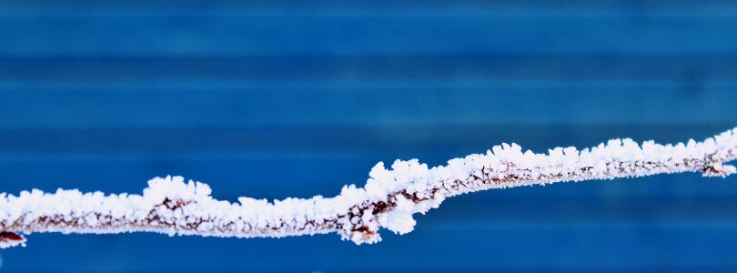 Nature macro branches