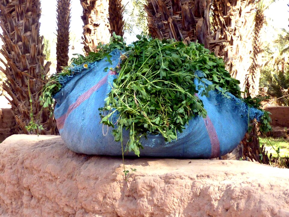 Colors spices morocco