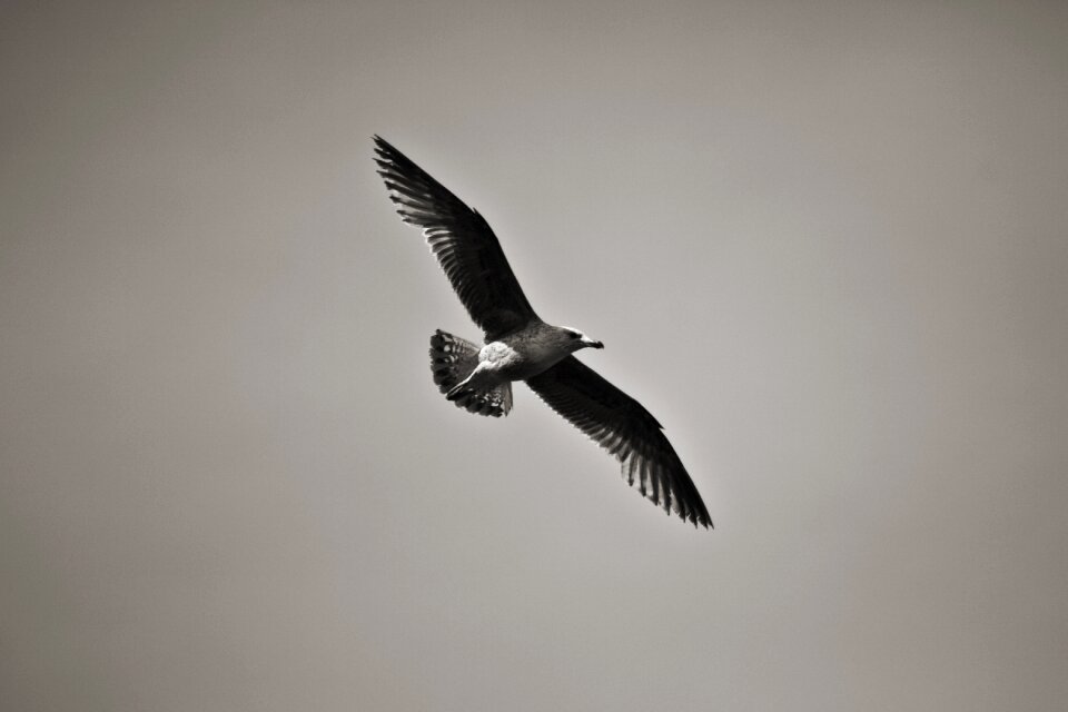 Bird seagull sea