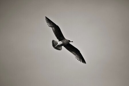 Bird seagull sea photo