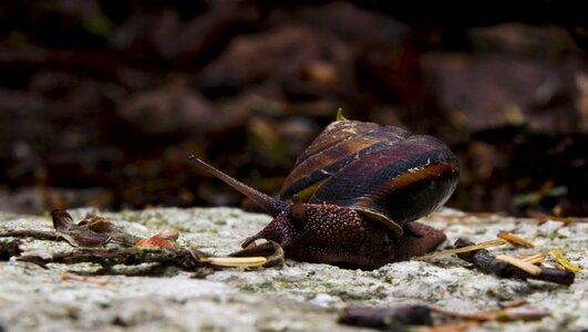 Wildlife small slug