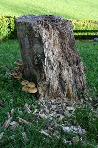 Tree mushrooms on tree tree stump photo