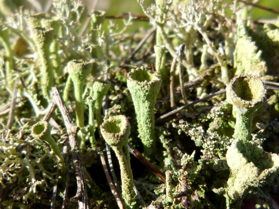 Macro forest pinnace