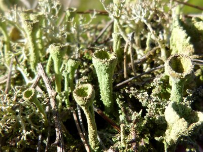 Macro forest pinnace