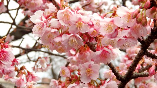 Sacura cherry blossoms pink floers