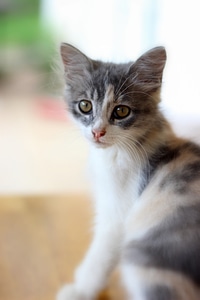 Pet cat domestic cat animal