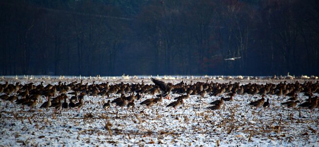 Snow migratory birds swarm