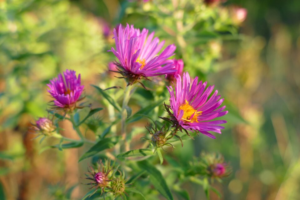 Pink flowers nature garden