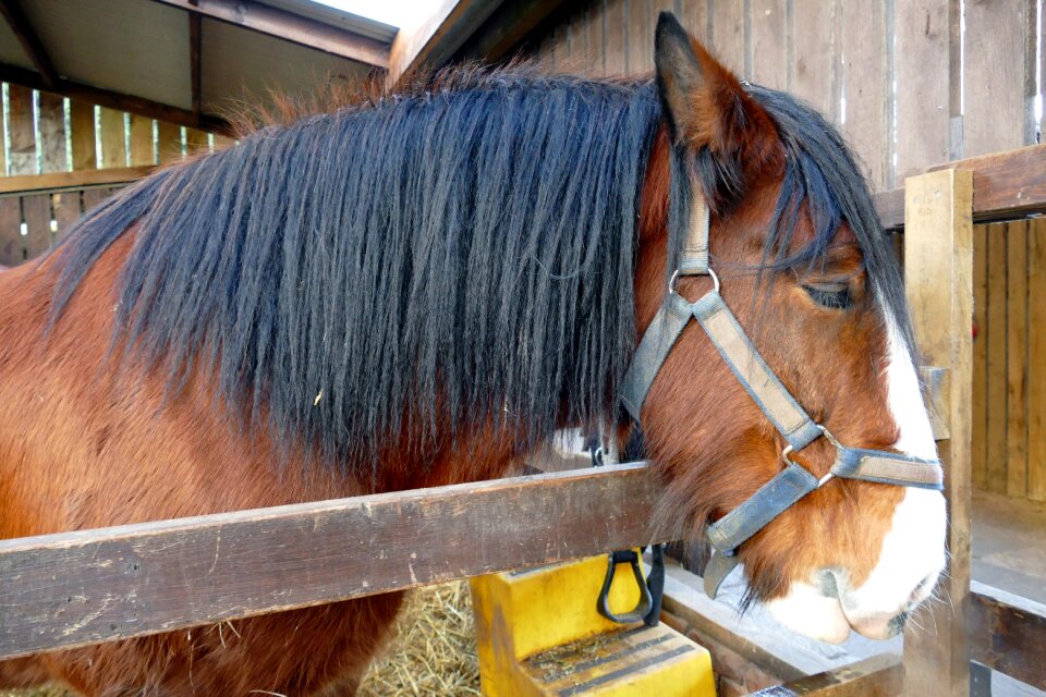 Nature farm stallion